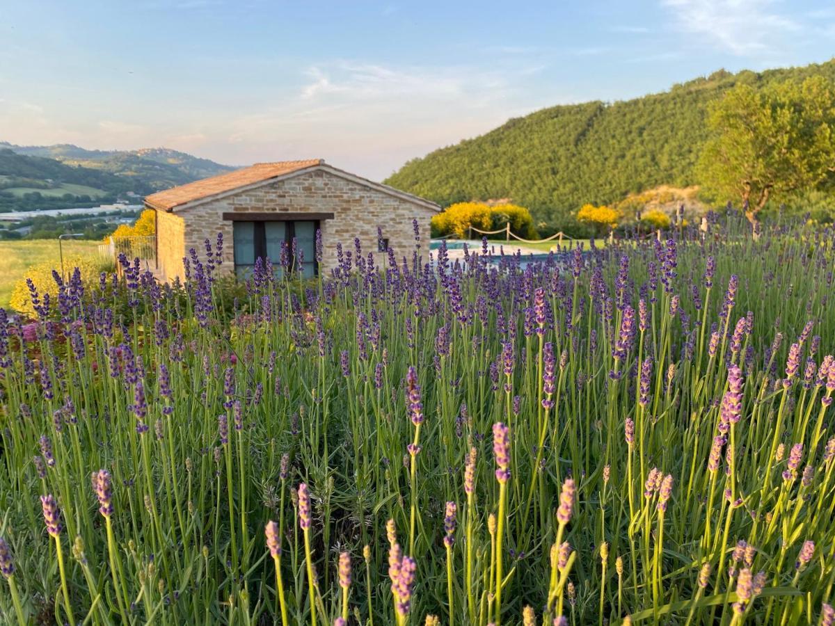 阿米克乡村住宿加早餐旅馆 Serra San Quirico 外观 照片